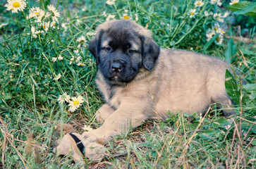 Obraz premium An English mastiff puppy laying in a grassy field with wildflowers