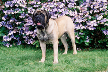 An English mastiff standing on a grass lawn with purple flowers in the background