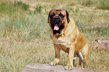 An English mastiff dog standing with its front paws on a log