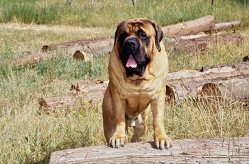 An English mastiff dog standing with its front paws on a log