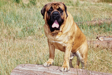 An English mastiff dog standing with its front paws on a log
