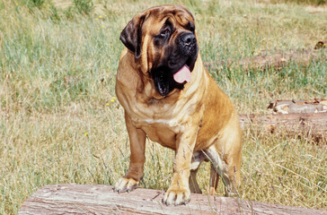 An English mastiff dog standing with its front paws on a log