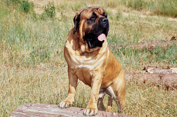 An English mastiff dog standing with its front paws on a log