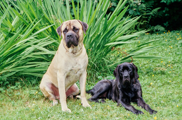 Two English mastiffs sitting in grass at the edge of a yard