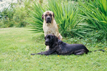 Two English mastiffs sitting in grass at the edge of a yard