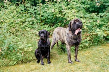 Two English mastiffs sitting in grass at the edge of a yard