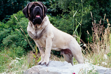 An English mastiff standing on a rock in front of greenery