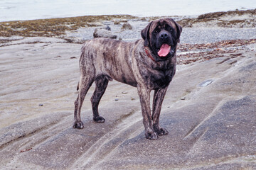 A brindle English mastiff standing on a rocky shore