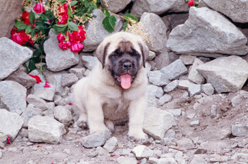 Obraz premium An English mastiff puppy dog in a rocky garden with red flowers in the background