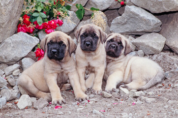 Three English mastiff puppy dogs in a rocky garden with red flowers in the background