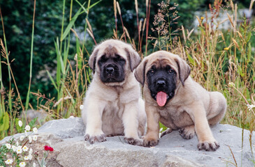 Two English mastiff puppy dogs sitting on a rock with greenery in the background