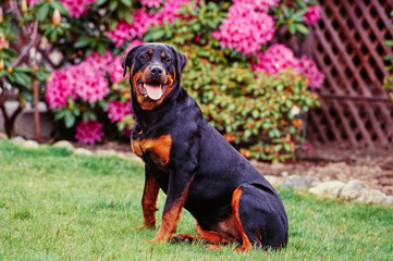 A rottweiler dog sitting in grass with pink flowers in the background