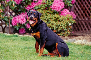 A rottweiler dog sitting in grass with pink flowers in the background
