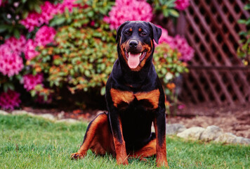 A rottweiler dog sitting in grass with pink flowers in the background