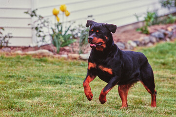 A rottweiler dog running through a yard