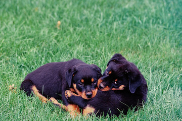 Two rottweiler puppy dogs laying in grass