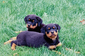 Two rottweiler puppy dogs laying in grass