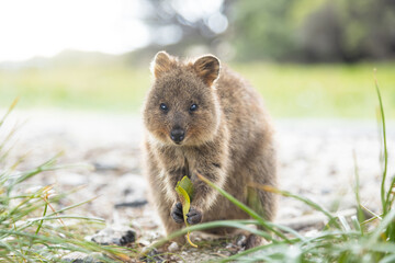 Sighting a cuttest quokka who is enjoying his meal in Rottnest island, Perth, Western Australia