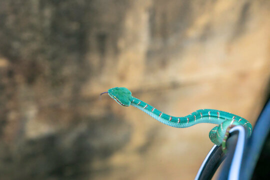green snake on the old wall
