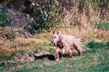 An English setter dog running through a grassy field