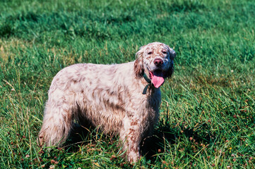 An English setter dog standing in a grassy field