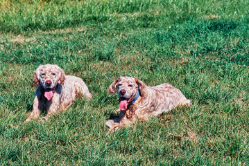 Two English setter dog laying in a green grassy field