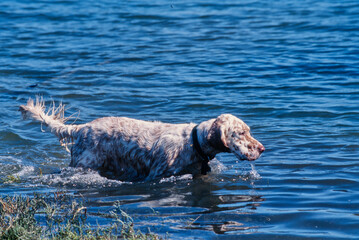 An English setter dog wading into a body of water