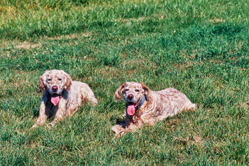Two English setter dog laying in a green grassy field