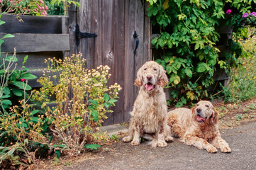 Two English setter dogs sitting in front of an old wooden door surrounded by greenery