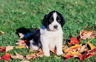 An English springer spaniel puppy dog standing in grass with autumn leaves © SuperStock