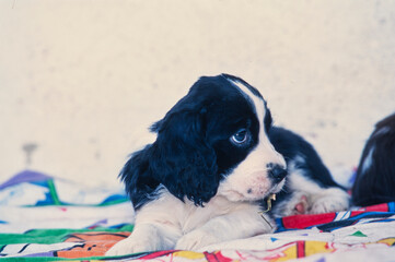 An English springer spaniel puppy dog laying on a colorful blanket - obrazy, fototapety, plakaty