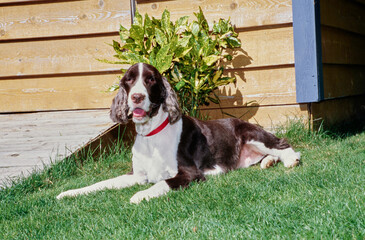 An English springer spaniel laying on a green lawn in front of a wooden building
