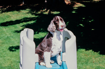 An English springer spaniel sitting on top of a children's playset
