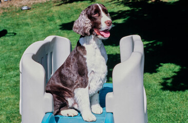 An English springer spaniel sitting on top of a children's playset