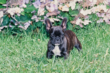 A brindle French bulldog puppy standing in grass in front of a purple flowering plant