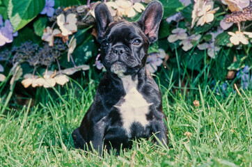 A black French bulldog puppy sitting in grass in front of a purple flowering plant