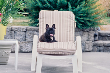A brindle French bulldog laying in a lounge chair