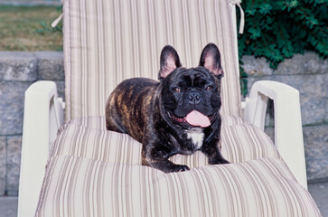A brindle French bulldog laying in a lounge chair