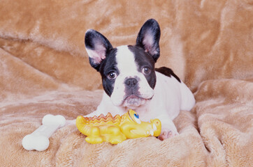 A pied French bulldog laying with some toys on a fuzzy blanket