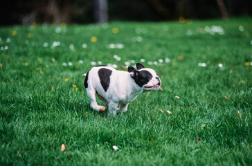 A pied French bulldog running through green grass