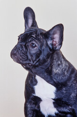 Portrait of a brindle French bulldog on a white background