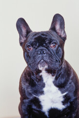 Portrait of a brindle French bulldog on a white background