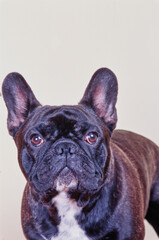 Portrait of a brindle French bulldog on a white background