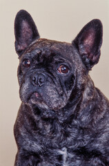 Portrait of a brindle French bulldog on a white background
