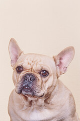 Portrait of a cream-colored French bulldog on a white background