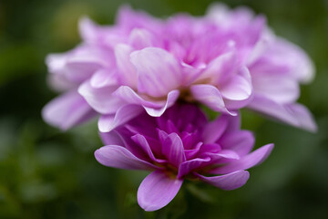 Obraz na płótnie Canvas close up of a purple flowers
