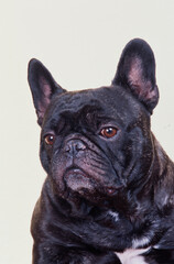 Portrait of a brindle French bulldog on a white background