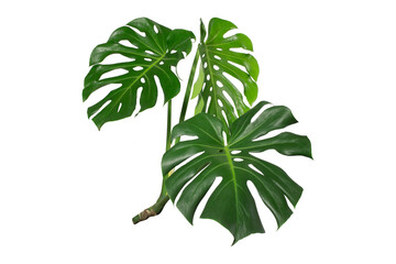 Dark green leaves of monstera or split leaf philodendron (Monstera deliciosa) tropical foliage plant growing in forest isolated on a white background, Monstera Deliciosa plant leaves. web designs. © Gan
