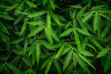 Fototapeta na wymiar bamboo leaves background, nature green color of freshness wallpaper. The green bamboo leaves have space for text or backgrounds.