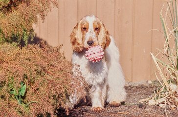 A red and white English cocker spaniel standing in a garden bed with a toy in its mouth